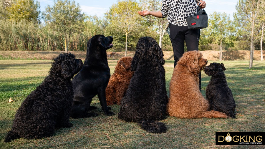 What does a canine ethologist do?