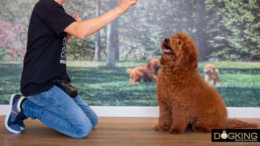 What does a dog trainer do?