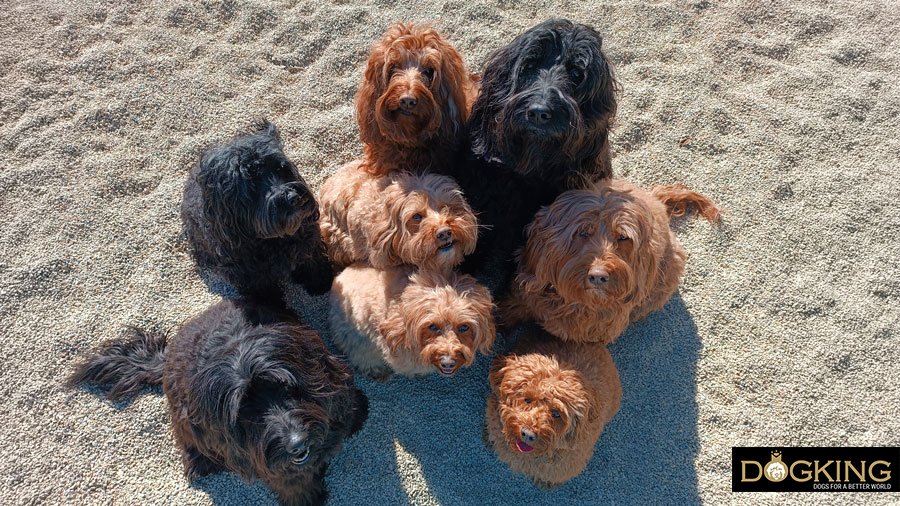 When to choose an ethologist and when to choose a dog trainer