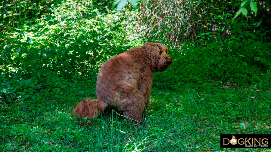 Cause della diarrea nei cani Cause della diarrea nei cani