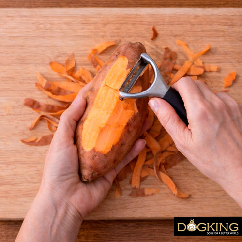 Cause della diarrea nei cani