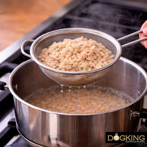 Cause della diarrea nei cani