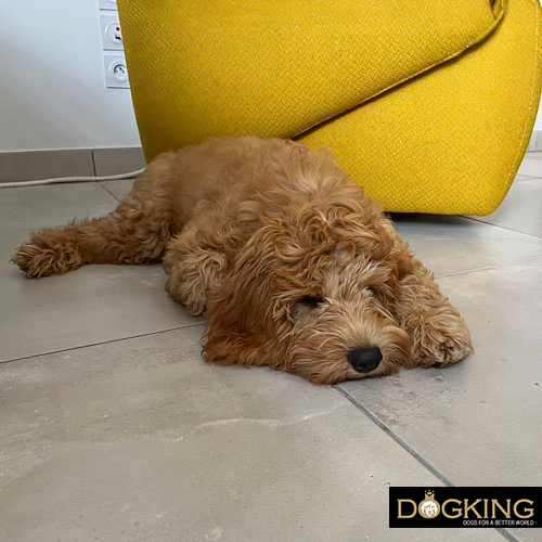 Cause della diarrea nei cani