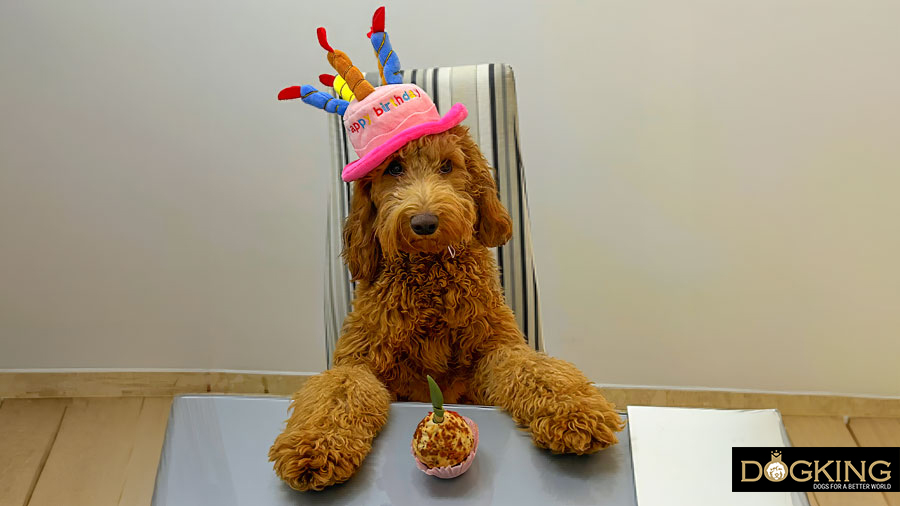 Dog-Birthdays