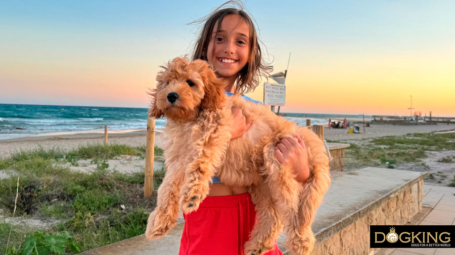 Carrying a dog correctly