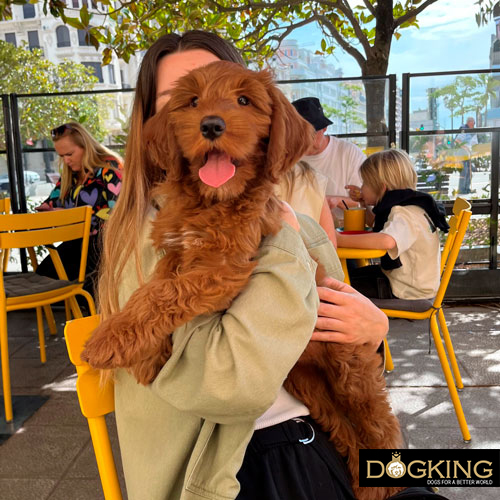 Carrying a dog correctly