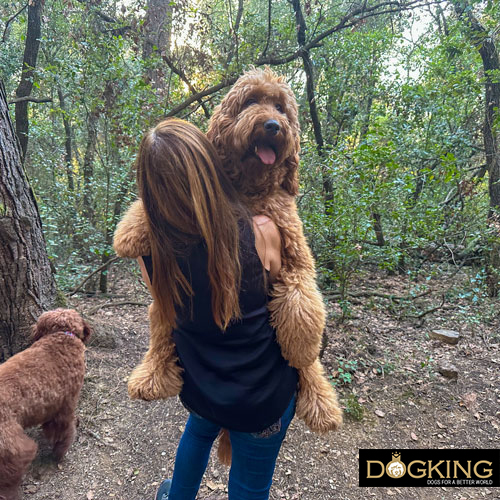 Carrying a dog correctly