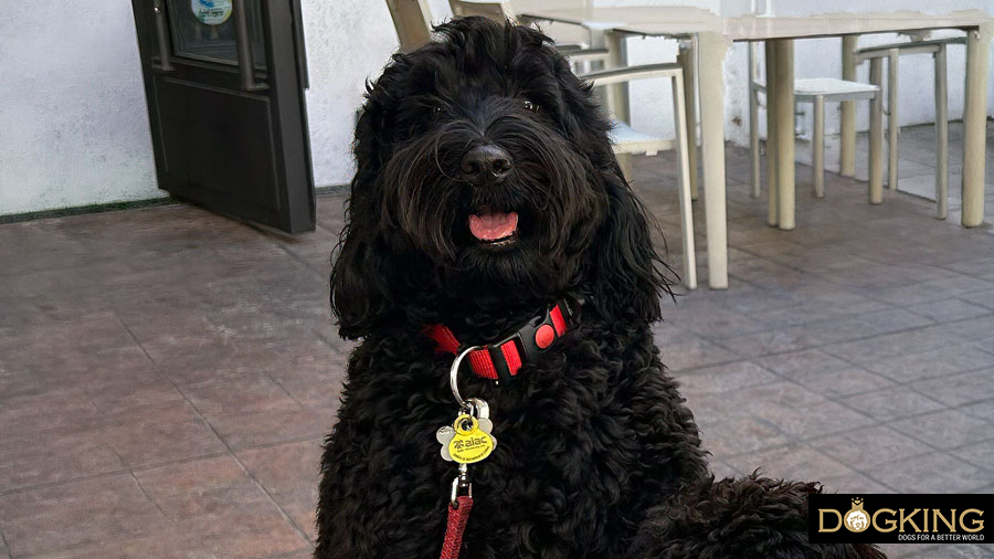 why does my dog jump on me