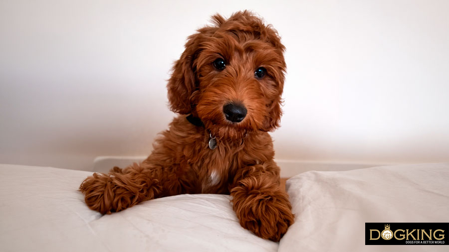 teach your dog not to jump on you as a puppy