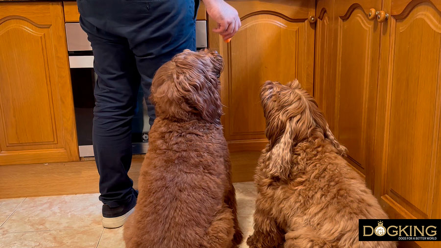 Cibo umano per cani?