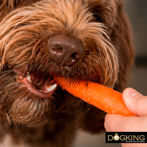 Cibo umano per cani?