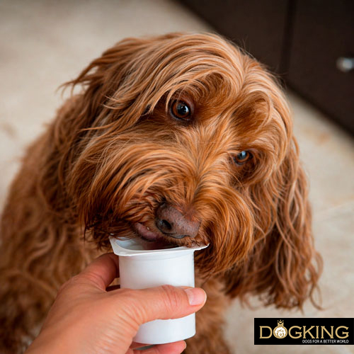 Cibo umano per cani?