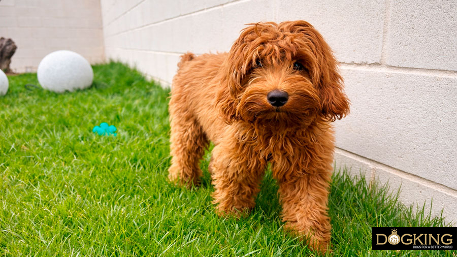Pilzinfektion bei Hunden