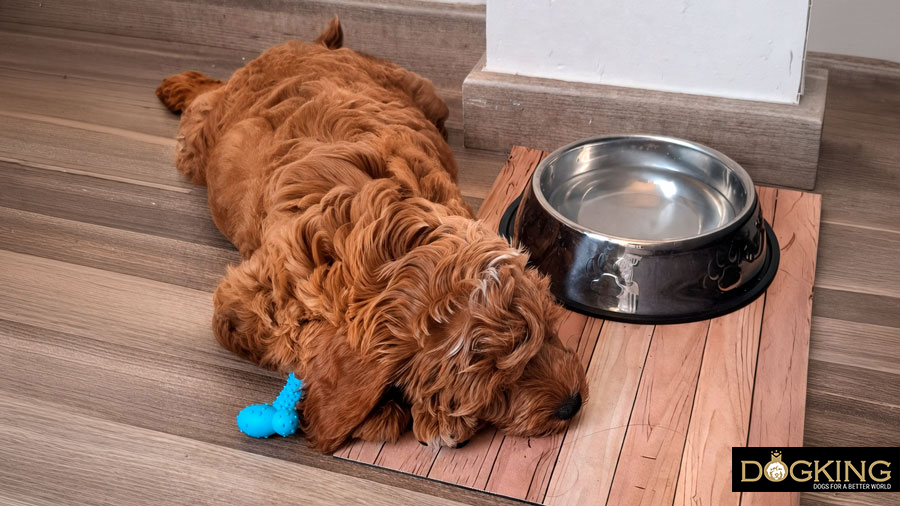 Pilzinfektion bei Hunden