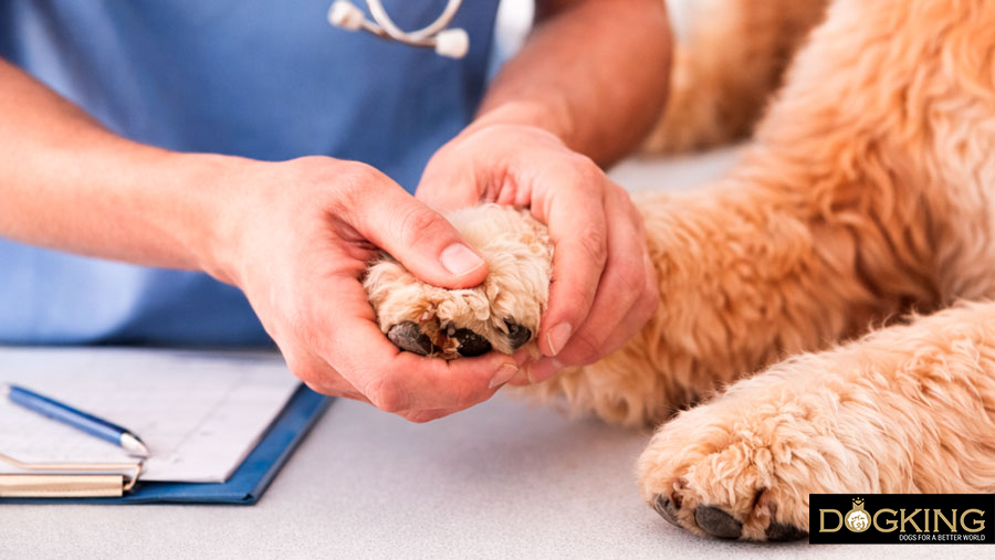 Vorbeugung von Pilzinfektionen bei Hunden