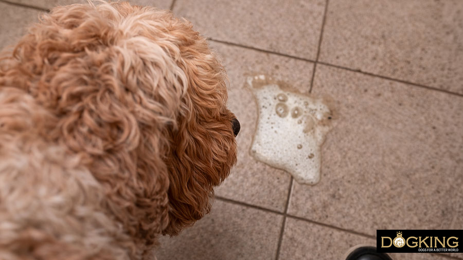 vómito en los perros