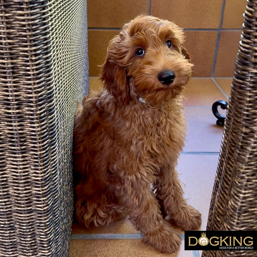 intoxicación por químicos o plantas en perros