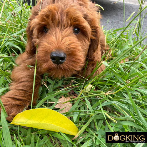 indigestión o dispepsia en perros