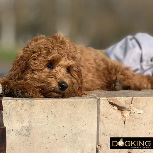 pancreatitis en perros