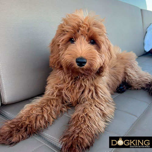 enfermedades respiratorias en perros