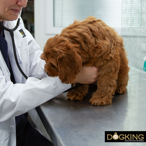 torsión gástrica en perros