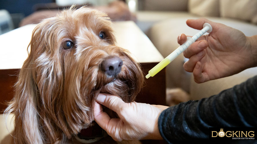 qué debo hacer si mi perro vomita espuma blanca