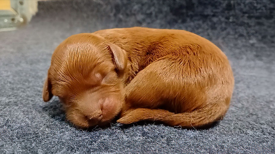 This is how puppies see