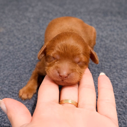 This is how puppies see