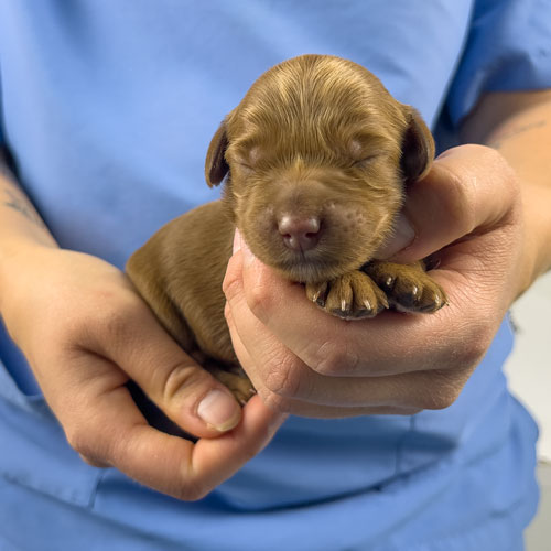 This is how puppies see