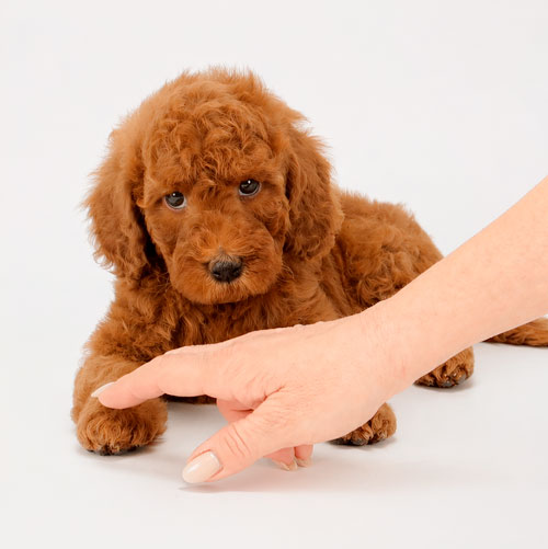 This is how puppies see