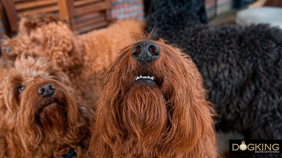 Benefits of scent exercises for dogs