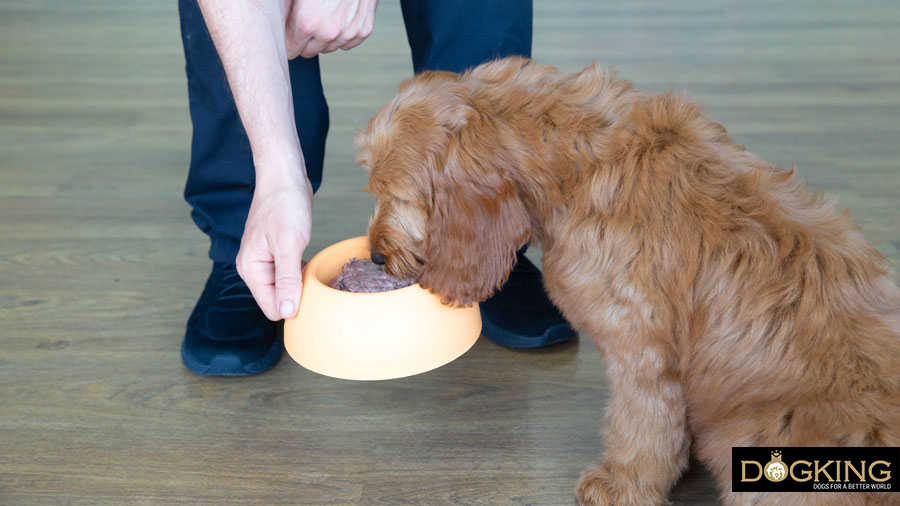 Ansiedad al comer en perros