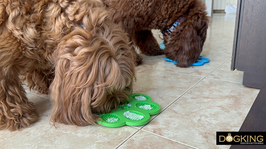 Ansiedad al comer en perros