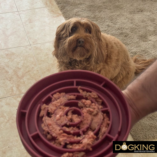 Ansiedad al comer en perros