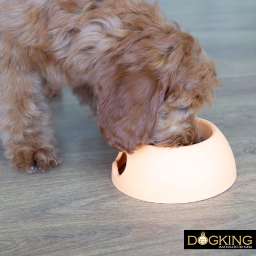 Ansiedad al comer en perros