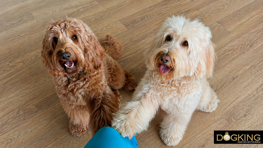 why can dogs be both left-handed and right-handed