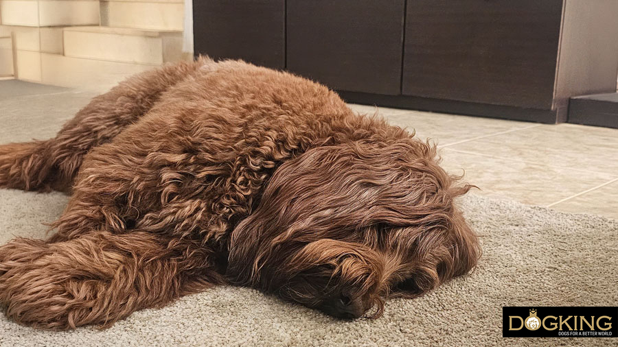 sommeil des chiens