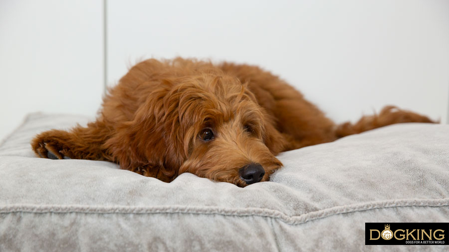 aider chien insomnie aider chien insomnie