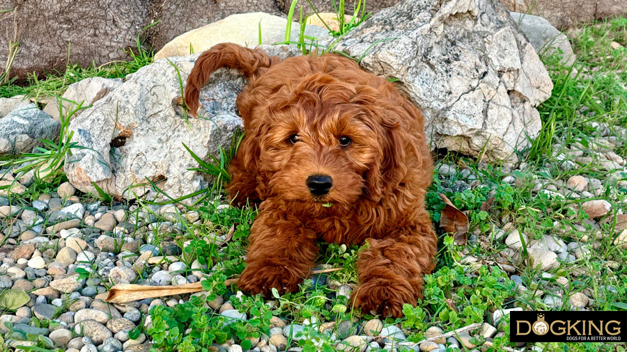¿todos los perros comen césped?