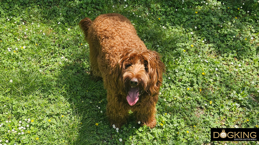 Síndrome de disfunción cognitiva canina