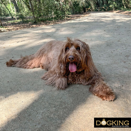 Diagnóstico del síndrome de disfunción cognitiva canino Diagnóstico del síndrome de disfunción cognitiva canino