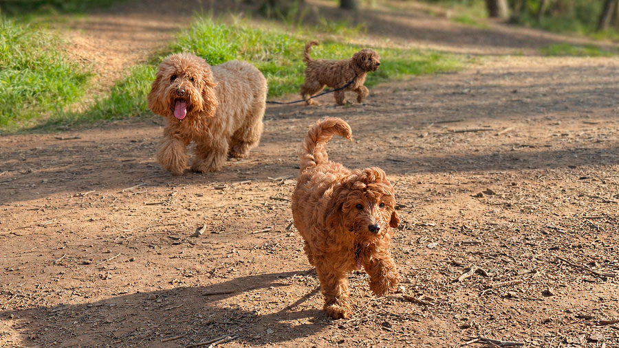 Equilibrio en perros Equilibrio en perros