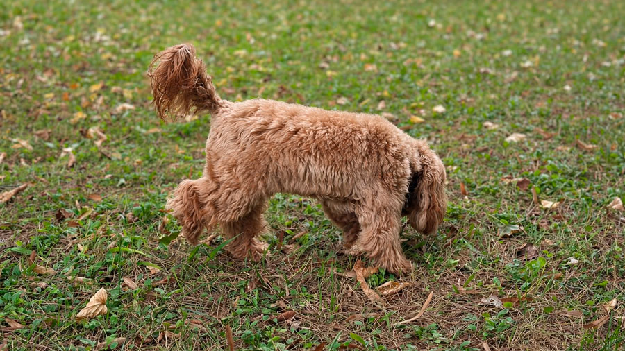 Equilibrio en perros Equilibrio en perros