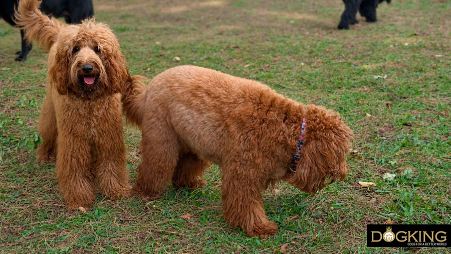 Estornudo inverso canino Estornudo inverso canino