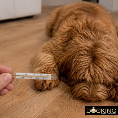 qué debo hacer si mi perro tiene diarrea