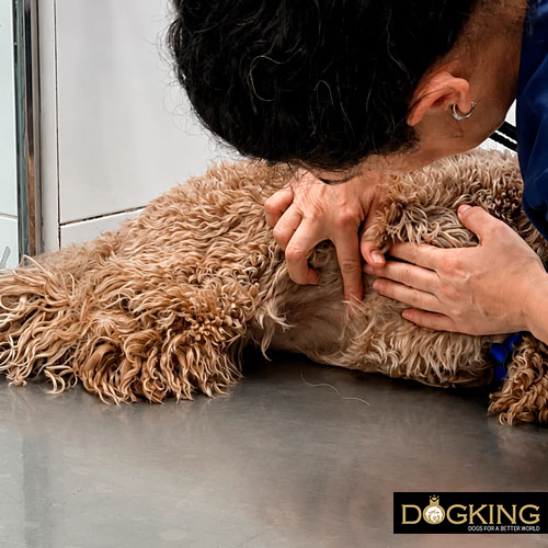 cuándo la diarrea es peligrosa para un perro