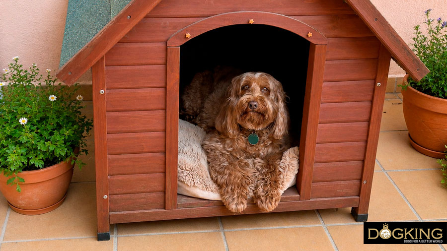 dog kennels: are they recommended?