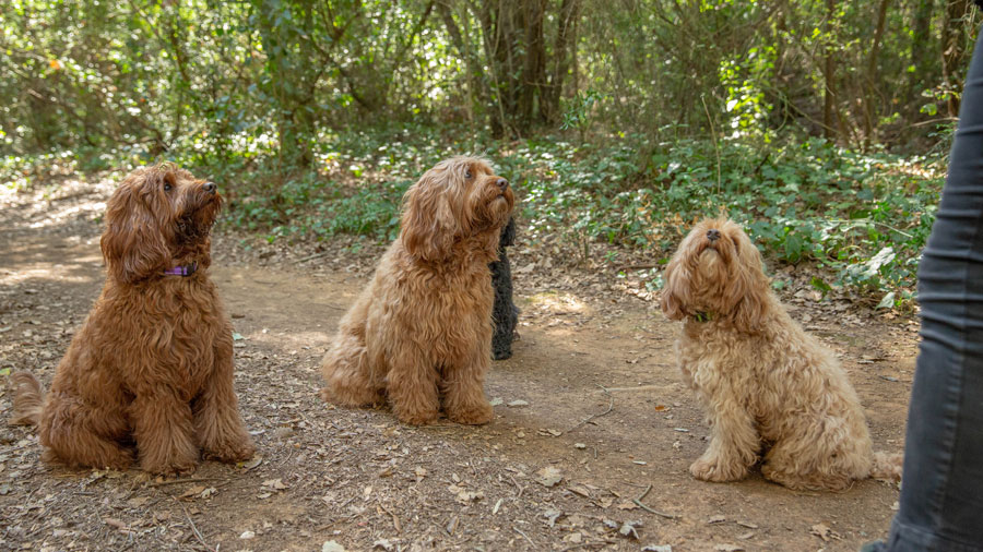 l'importanza di addestrare il tuo cane