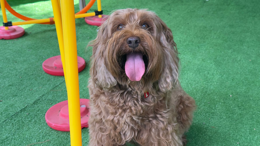 non esaurire il tuo cane