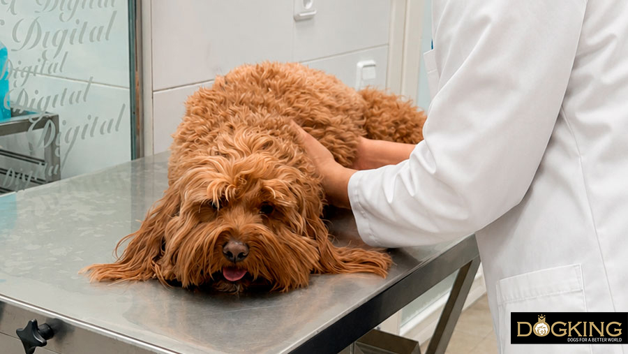 quan he de portar el meu gos al veterinari si té una ferida quan he de portar el meu gos al veterinari si té una ferida